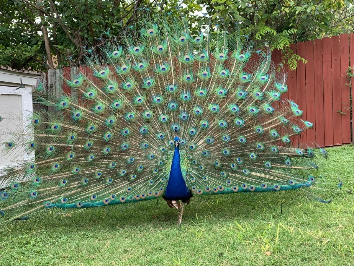 Willa The Peacock House San Antonio Zewnętrze zdjęcie