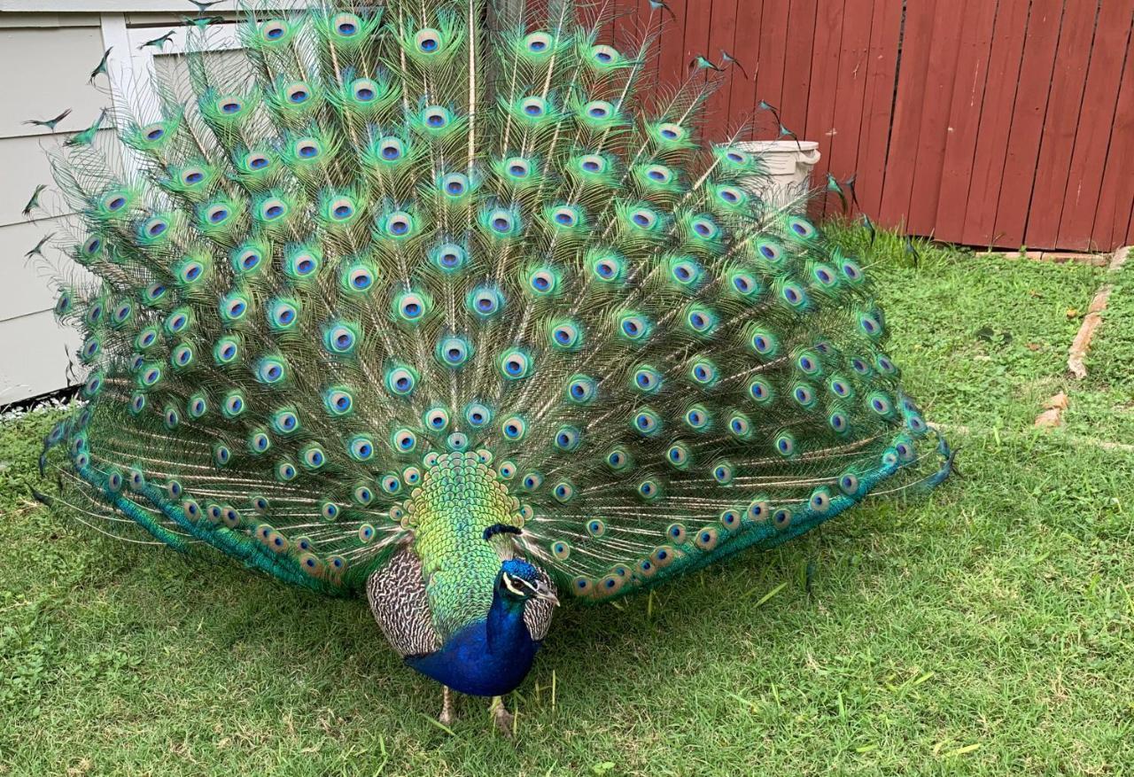 Willa The Peacock House San Antonio Zewnętrze zdjęcie